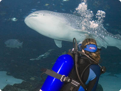 Georgia Aquarium