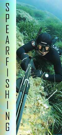 Spearfishing Free Diving